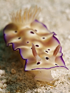 Chromodoris by Iyad Suleyman 